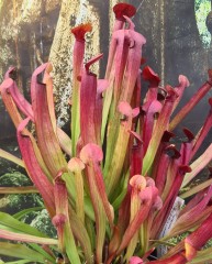 Sarracenia Hybrid H 45 Swaniana X Popei) A. Slack